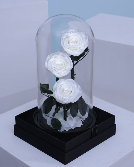 Preserved 3 Stem White Rose Glass Dome. ( Large ) H32cm.