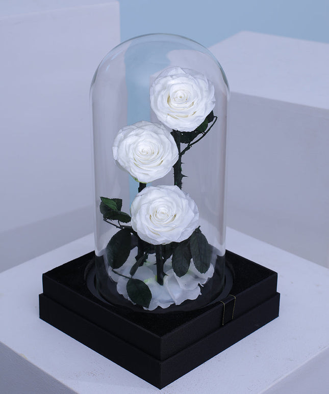 Preserved 3 Stem White Rose Glass Dome. ( Large ) H32cm.