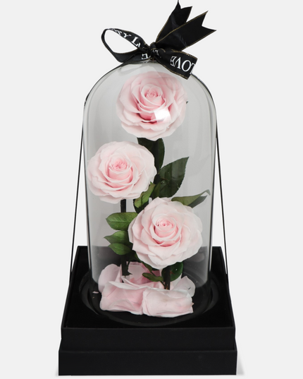 Preserved 3 Stem pink Rose Glass Dome. ( Medium ) D14 X H23cm.
