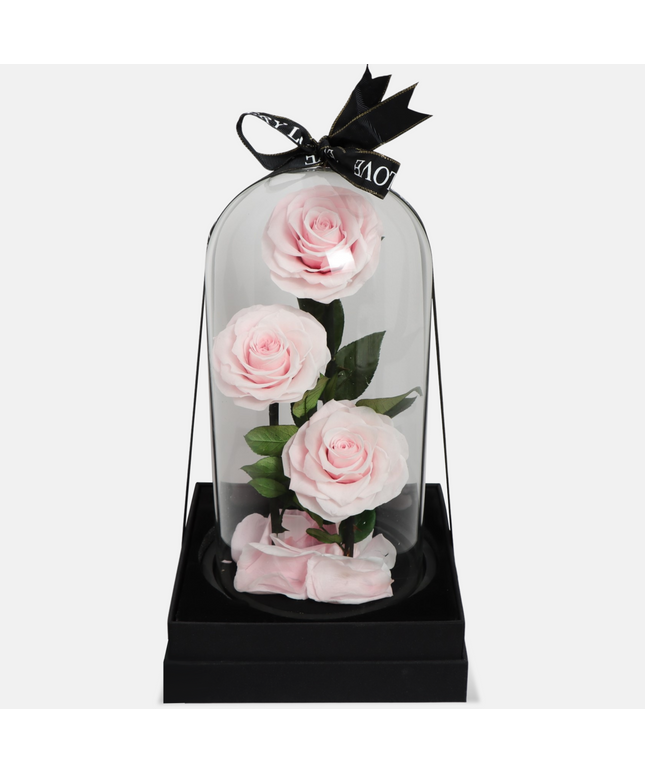 Preserved 3 Stem pink Rose Glass Dome. ( Medium ) D14 X H23cm.