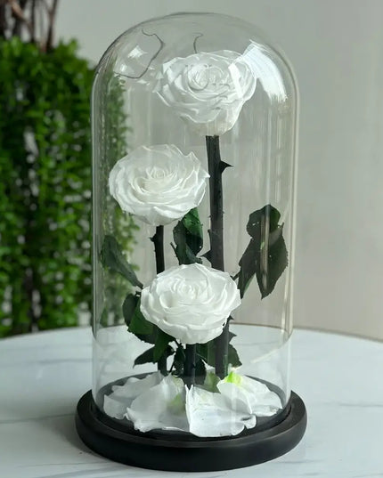 Preserved 3 Stem White Rose Glass Dome. ( Large ) H32cm.