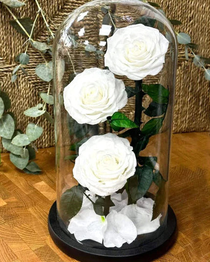 Preserved 3 Stem White Rose Glass Dome. ( Large ) H32cm.