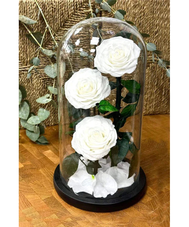 Preserved 3 Stem White Rose Glass Dome. ( Large ) H32cm.
