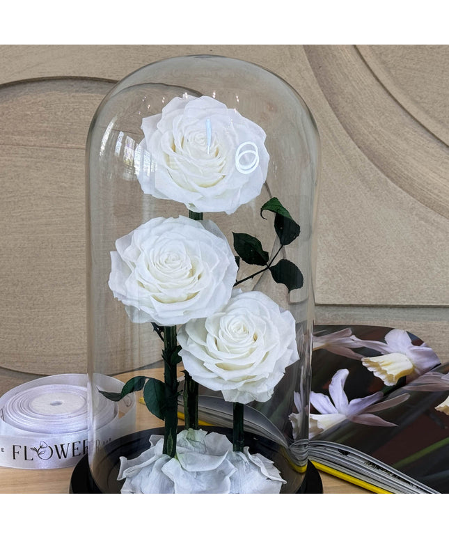 Preserved 3 Stem White Rose Glass Dome. ( Medium ) D14 X H22cm.