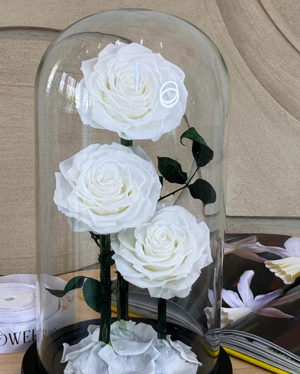 Preserved 3 Stem White Rose Glass Dome. ( Large ) H32cm.