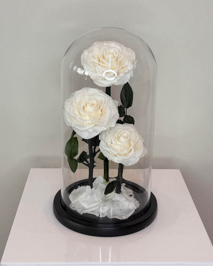 Preserved 3 Stem White Rose Glass Dome. ( Medium ) D14 X H22cm.