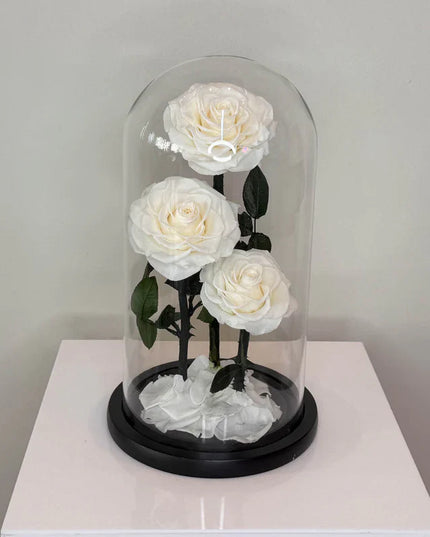 Preserved 3 Stem White Rose Glass Dome. ( Large ) H32cm.